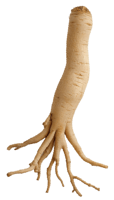 ginseng-min