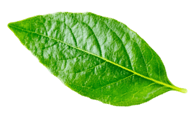 hoja1-min